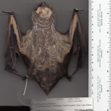 Image of Hoary bat