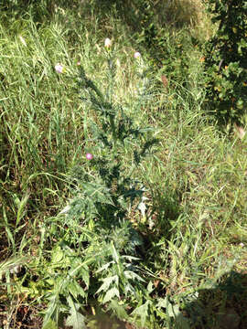 Image of Italian plumeless thistle