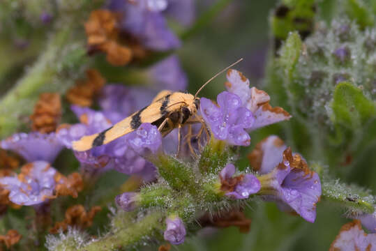 صورة Heliosia jucunda Walker 1854