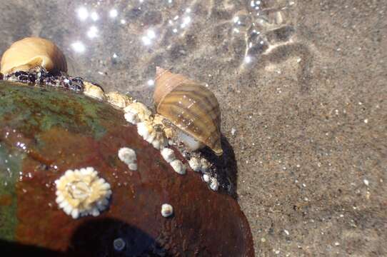 Image of Dog whelk