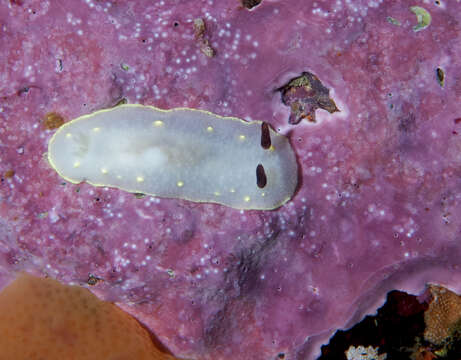 Image de Cadlina flavomaculata MacFarland 1905