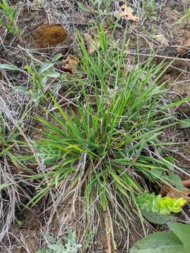 Panicum linearifolium Scribn. resmi