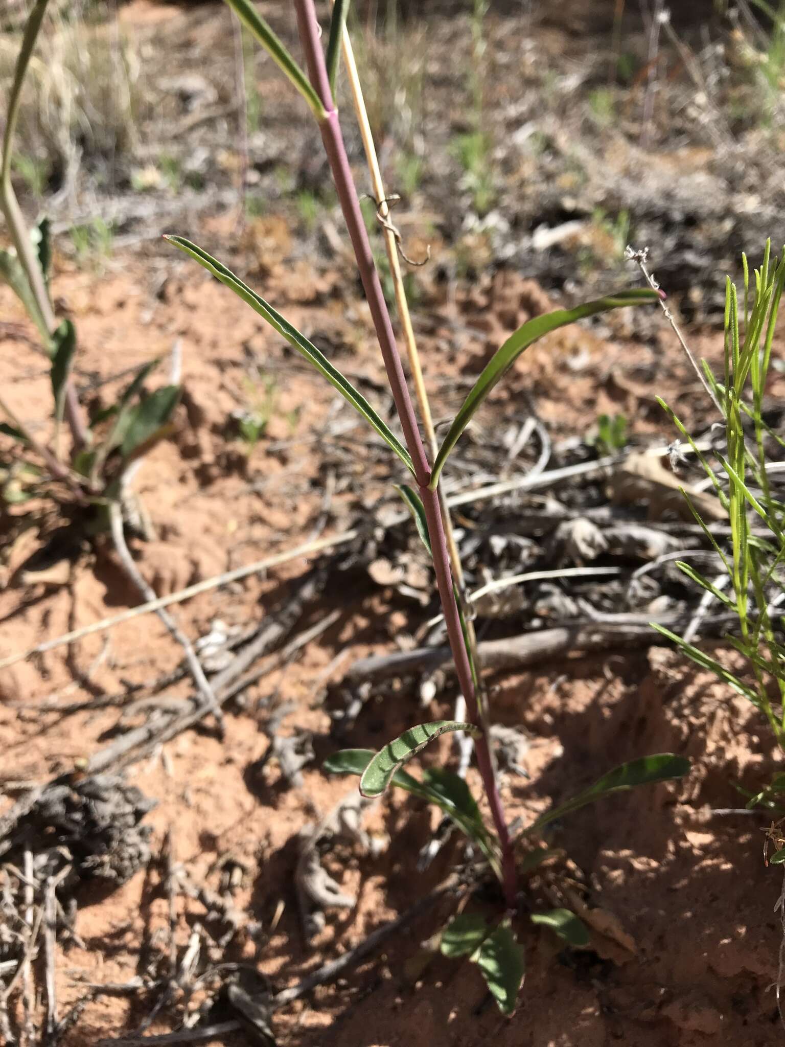 Image of dusty beardtongue