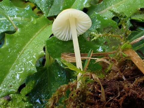 Image of Atheniella flavoalba (Fr.) Redhead, Moncalvo, Vilgalys, Desjardin & B. A. Perry 2012