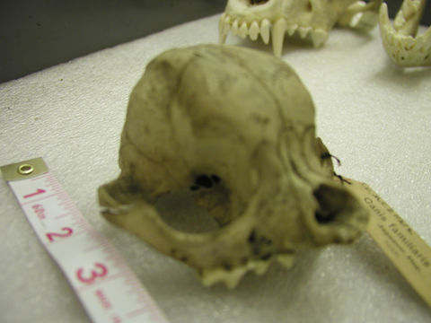 Image of <i>Molossus <i>molossus</i></i> molossus (Pallas 1766)