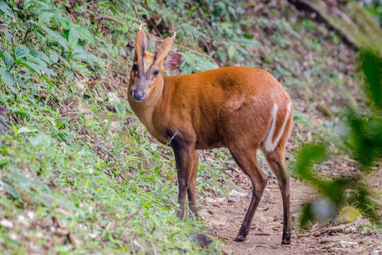 Image of Barking Deer