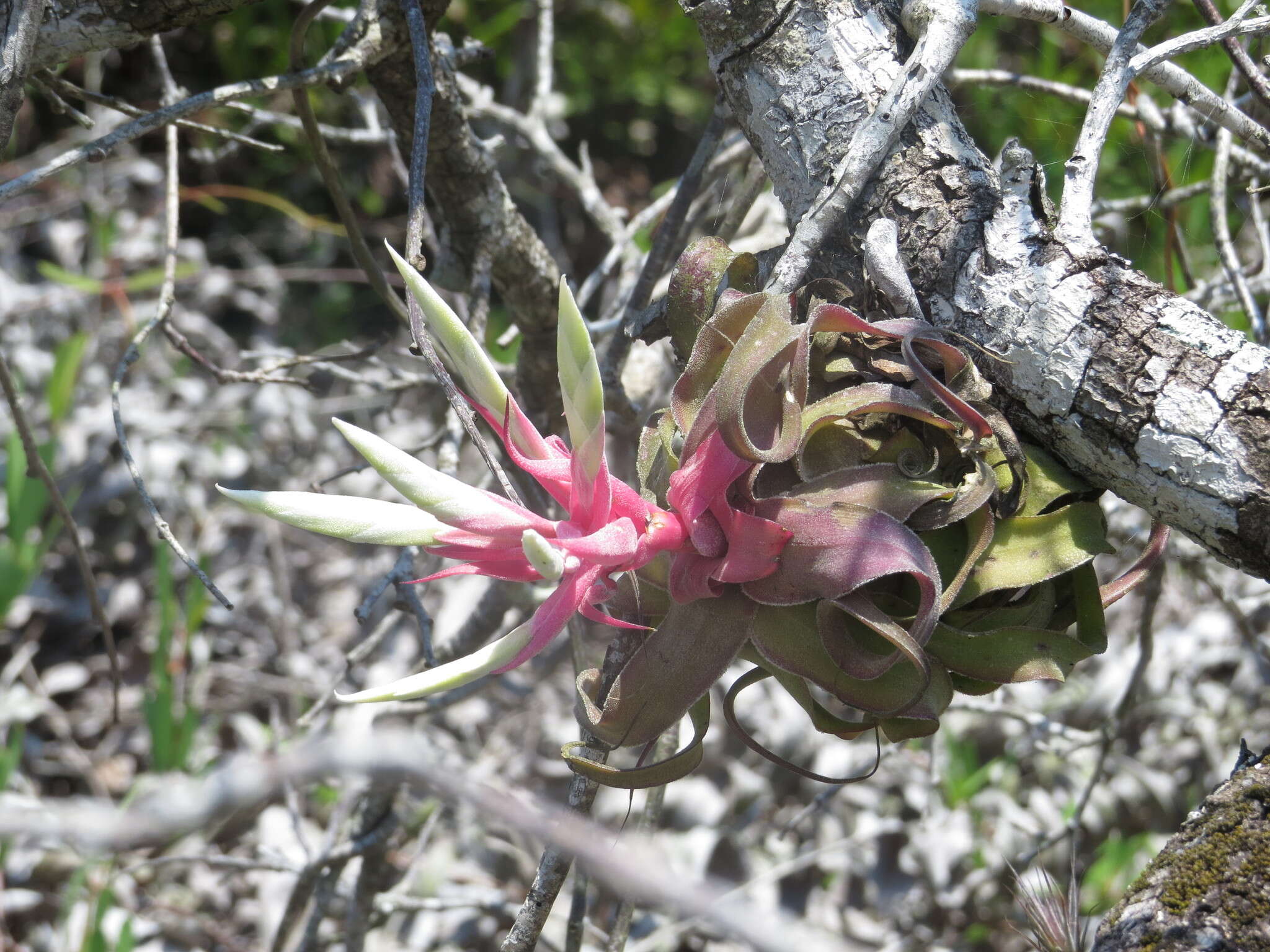 Image of Tillandsia streptophylla Scheidw.