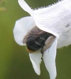 Image of Anthophora terminalis Cresson 1869