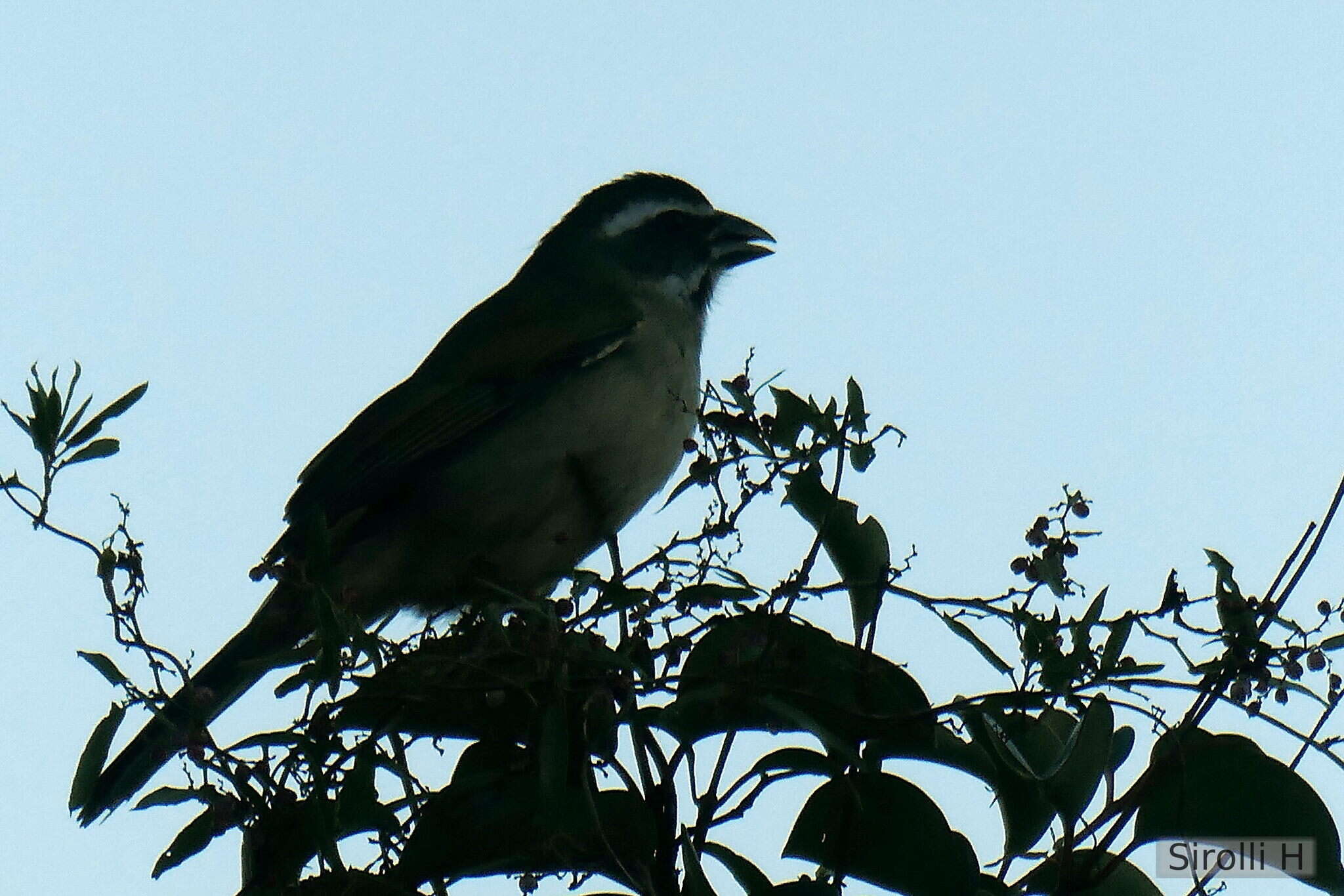 Imagem de Saltator similis d'Orbigny & Lafresnaye 1837