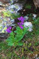 Primula latifolia subsp. graveolens (Hegetschw.) Rouy resmi