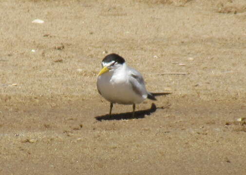 Image of Yellow-billed Tern