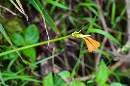 Image of Stenomesson aurantiacum (Kunth) Herb.