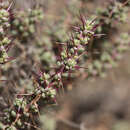 Imagem de Sclerolaena brevifolia (Ising) A. J. Scott