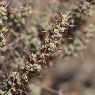 Image de Sclerolaena brevifolia (Ising) A. J. Scott