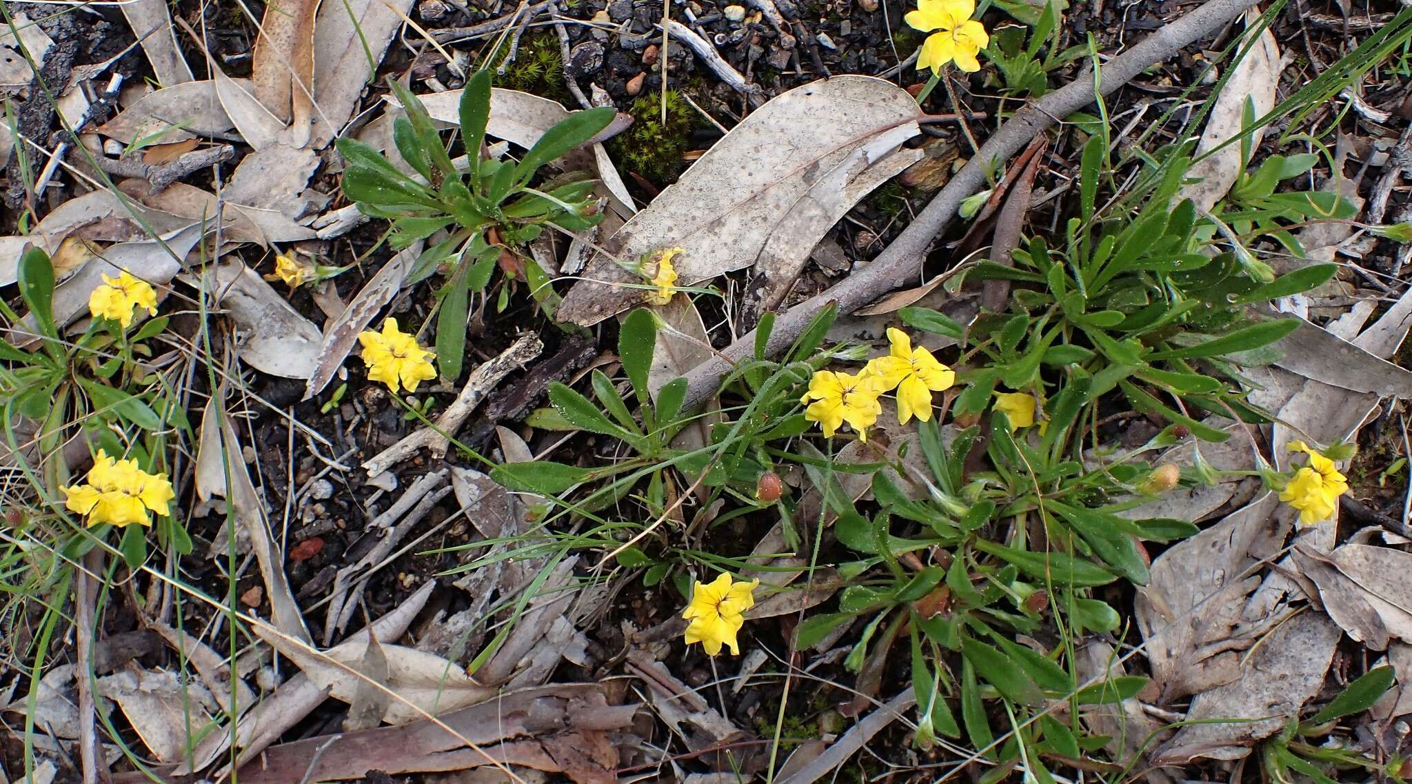 Imagem de Goodenia geniculata R. Br.