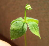 Plancia ëd Galium kamtschaticum Steller ex Schult. & Schult. fil.