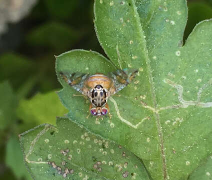 Image of Mediterranean fruit fly