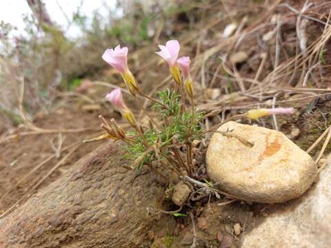 Image of Oxalis falcatula Salter