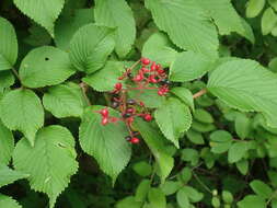 Image of Viburnum plicatum var. tomentosum (Thunb. ex Murray) Miq.