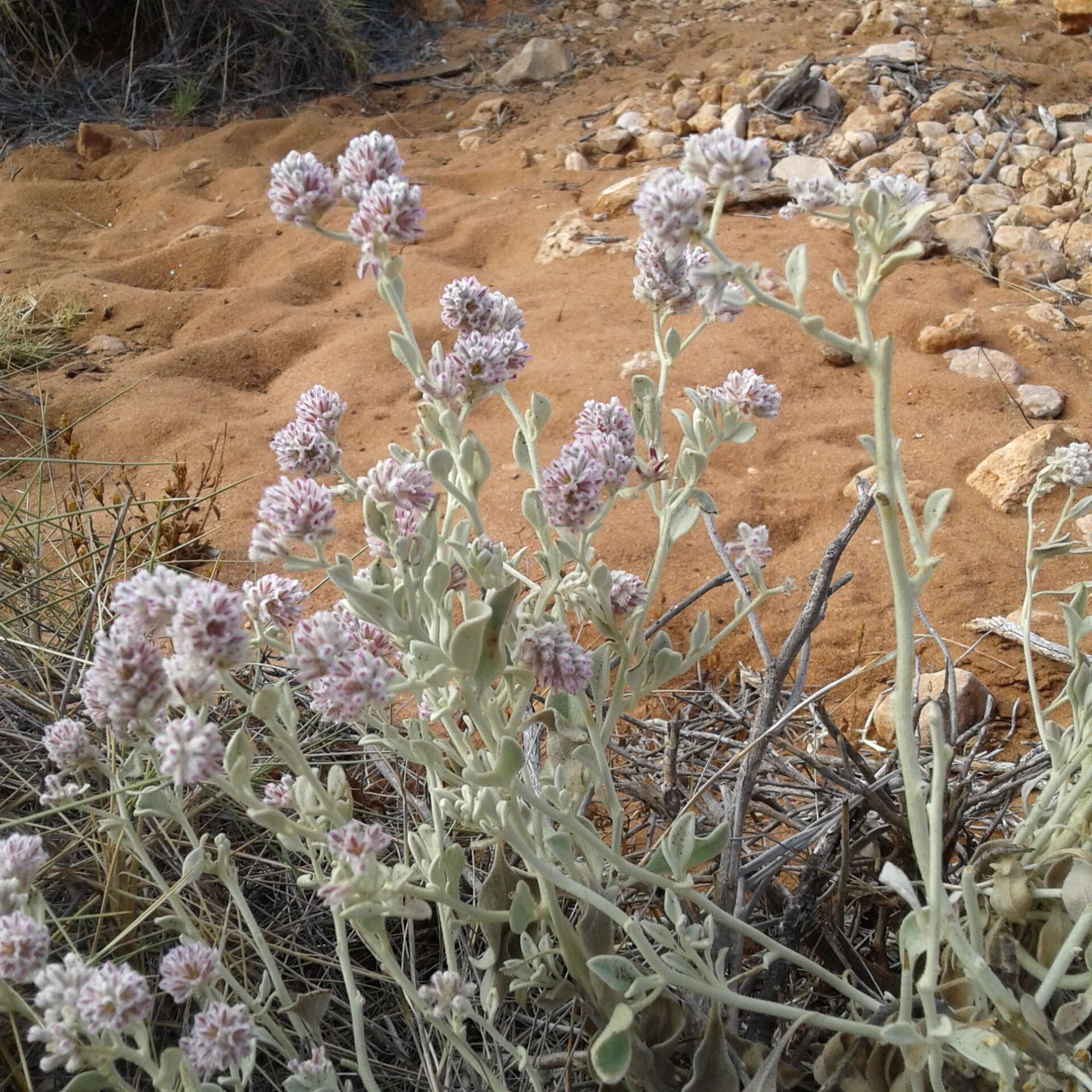 Ptilotus obovatus (Gaudich.) F. Müll.的圖片