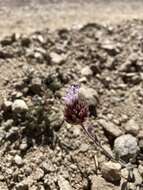 Image de Monardella australis subsp. cinerea (Abrams) A. C. Sanders & Elvin