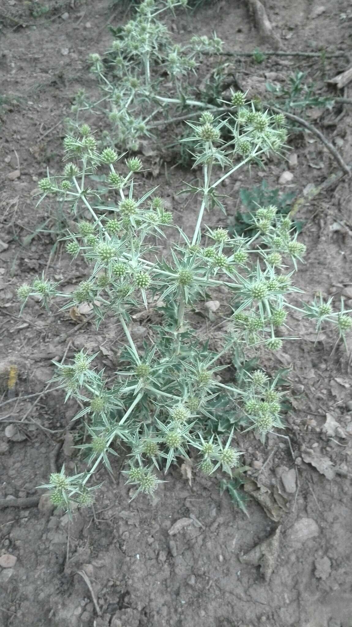 Image of field eryngo