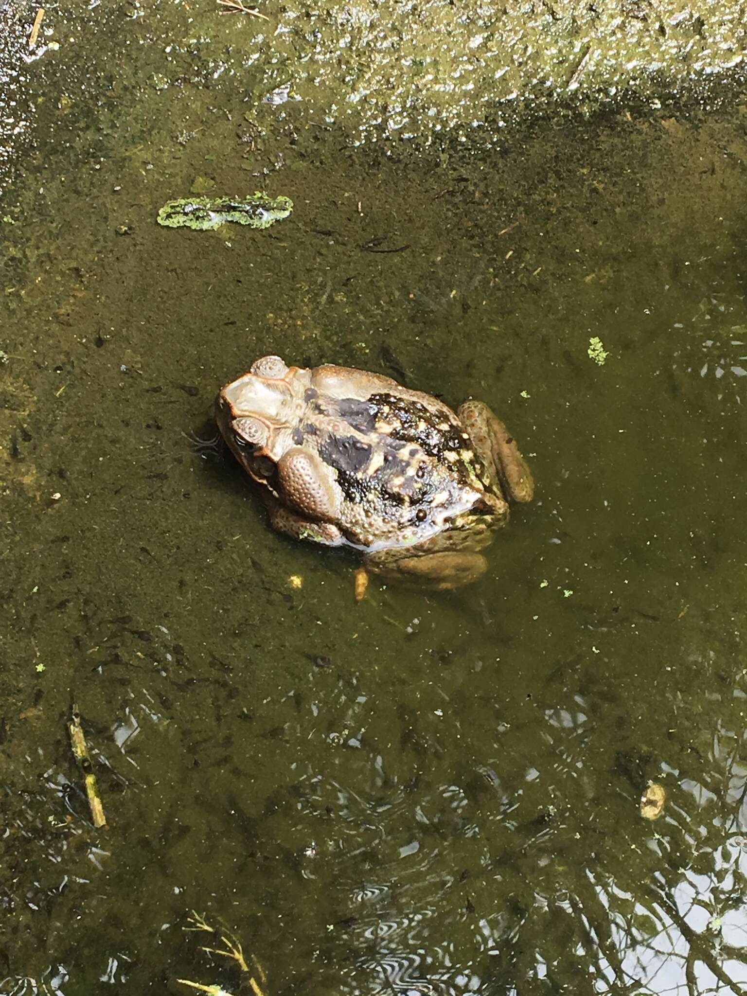 Image of Cururu Toad