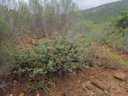 Image of Indigofera sessilifolia DC.