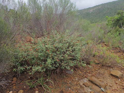 Image of Indigofera sessilifolia DC.