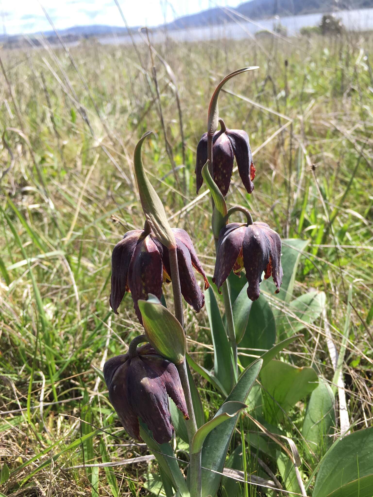 Image of checker lily