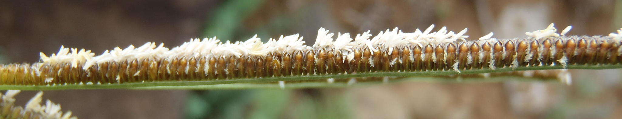 Image of Fan grass