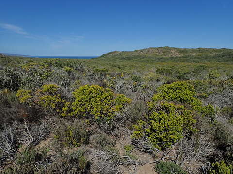 Image of Agathosma geniculata Pillans