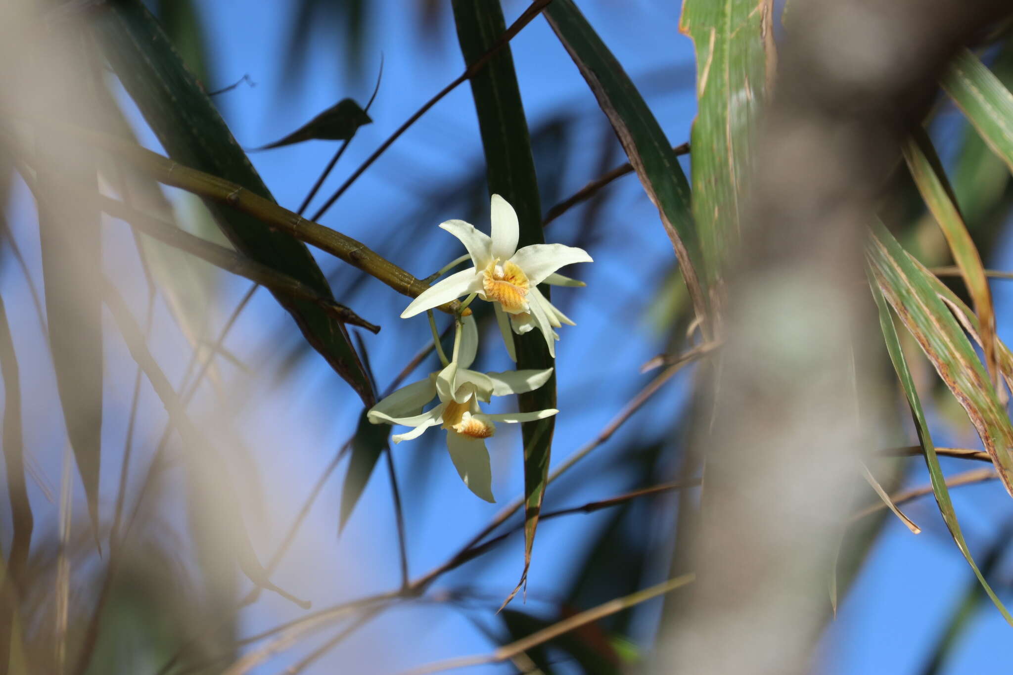 Imagem de Dendrobium heterocarpum Wall. ex Lindl.