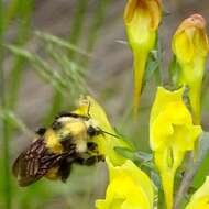 Слика од Bombus appositus Cresson 1879