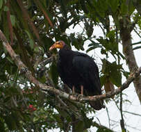 Image of Greater Yellow-headed Vulture