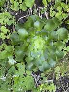 Image of Aeonium canariense subsp. latifolium (Burchard) Bañares