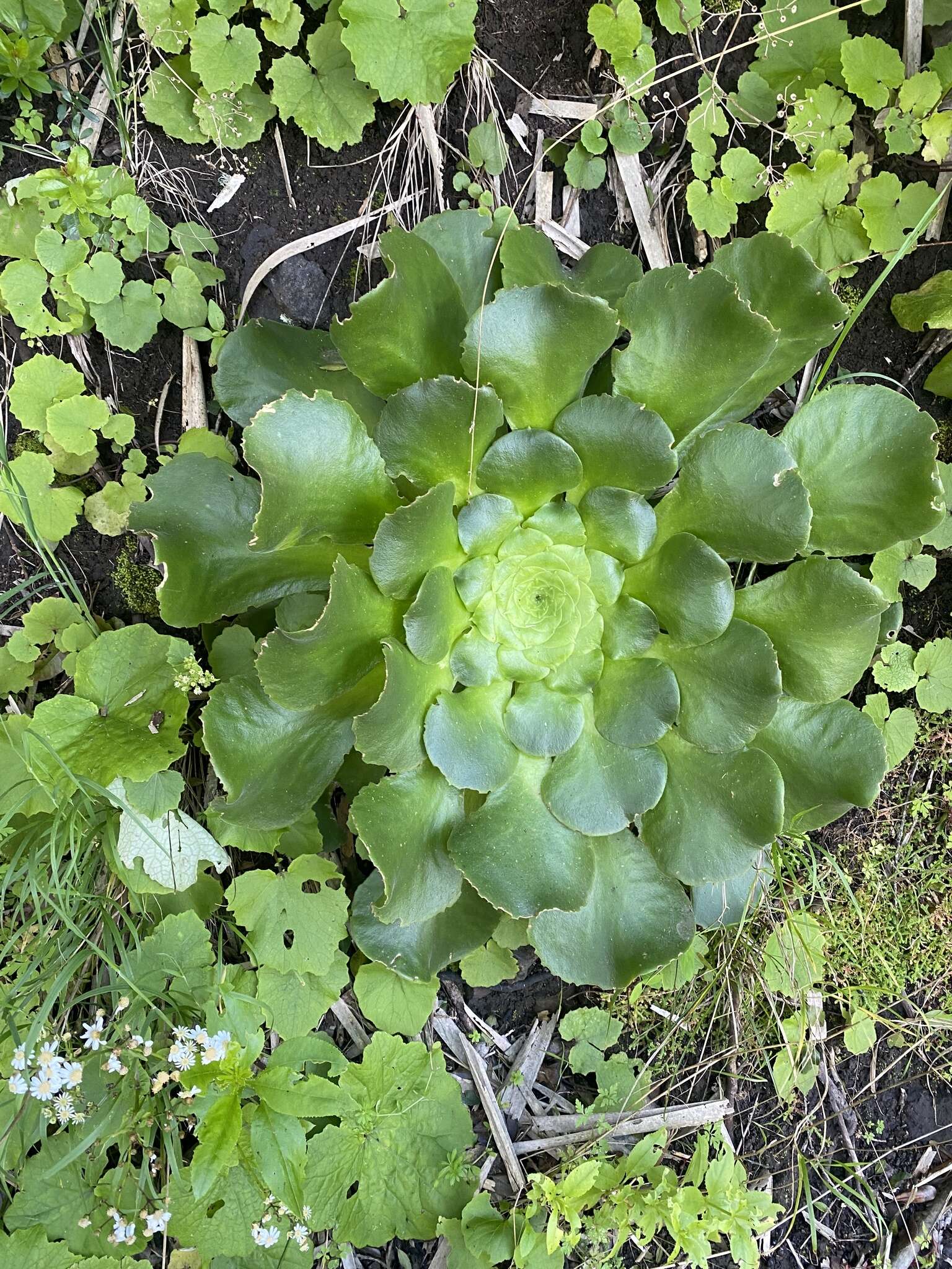 Image of Aeonium canariense subsp. latifolium (Burchard) Bañares