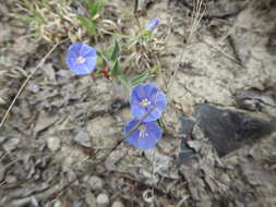 Image of Jacquemontia smithii Robinson & Greenm.