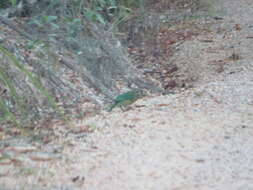 Image of Spotted Catbird