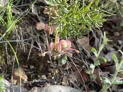 Image of Grevillea lanigera A. Cunn. ex R. Br.