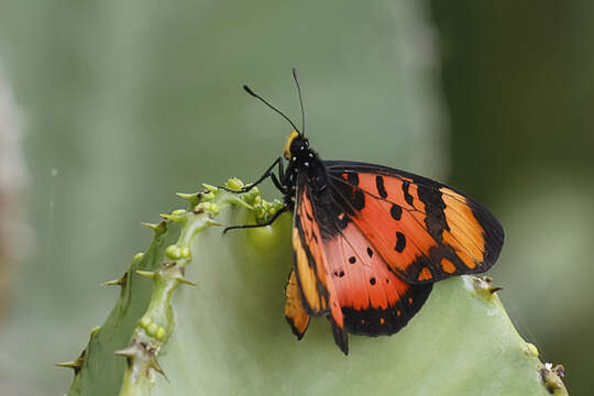 Image de Acraea acara Hewitson 1865