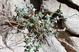 Image of softhair false pennyroyal