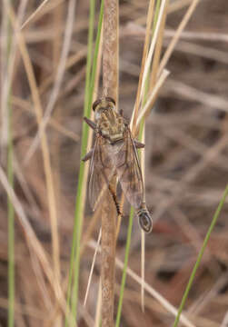 Image of Phileris possompesi Tsacas 1976