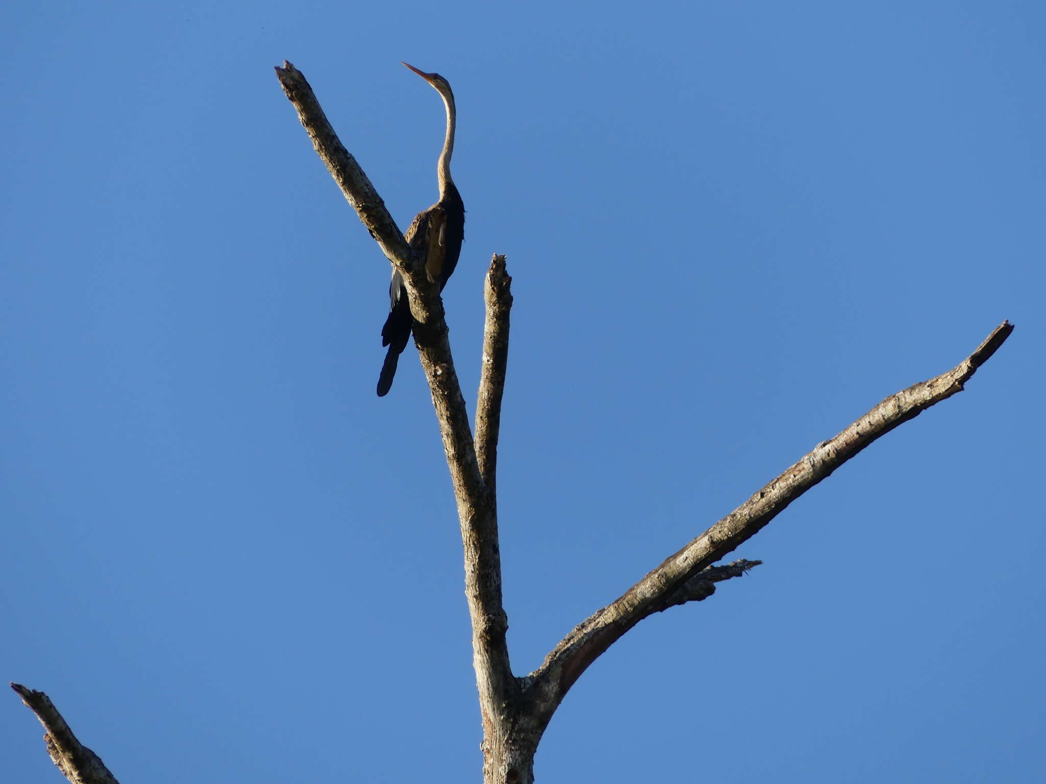 Image de Anhinga roux