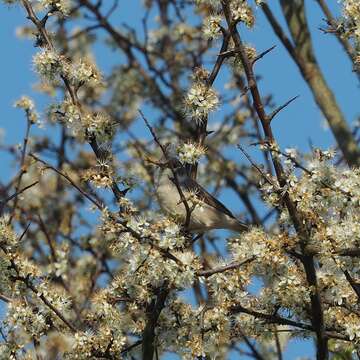 Image of Lesser Whitethroat