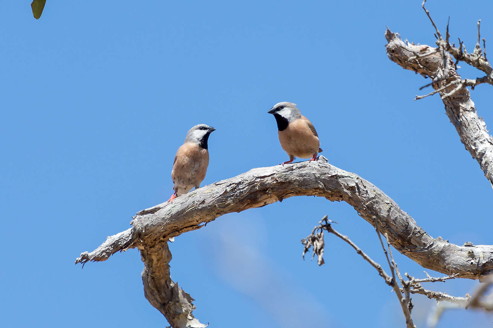 Image of Black-throated Finch