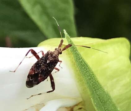 Image of Clouded plant bug