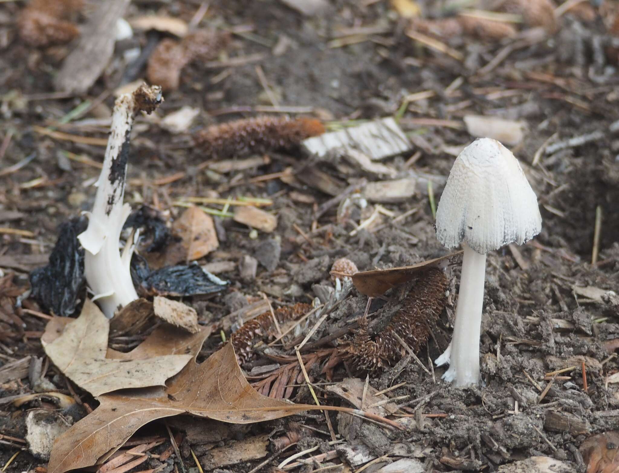 Coprinopsis atramentaria (Bull.) Redhead, Vilgalys & Moncalvo 2001 resmi