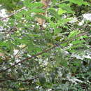 Image of Prunus rhamnoides Koehne