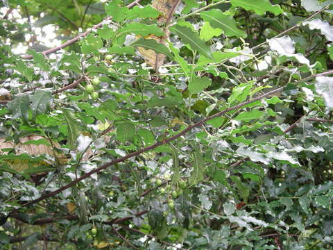 Prunus rhamnoides Koehne的圖片